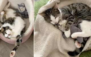 Winnie the kitten, a love story of a kitten and her stuffed wolf toy, Shanan Woods, UK