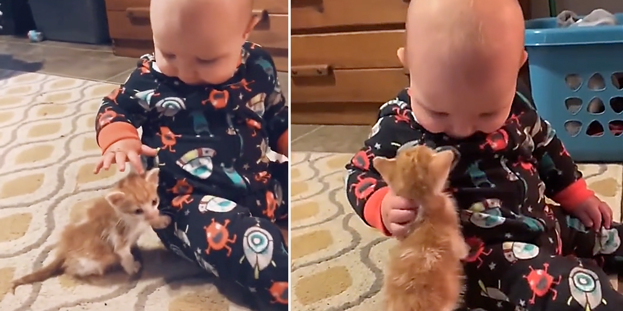 TikTok Video of a Baby and Kitten Literally the Cutest Thing