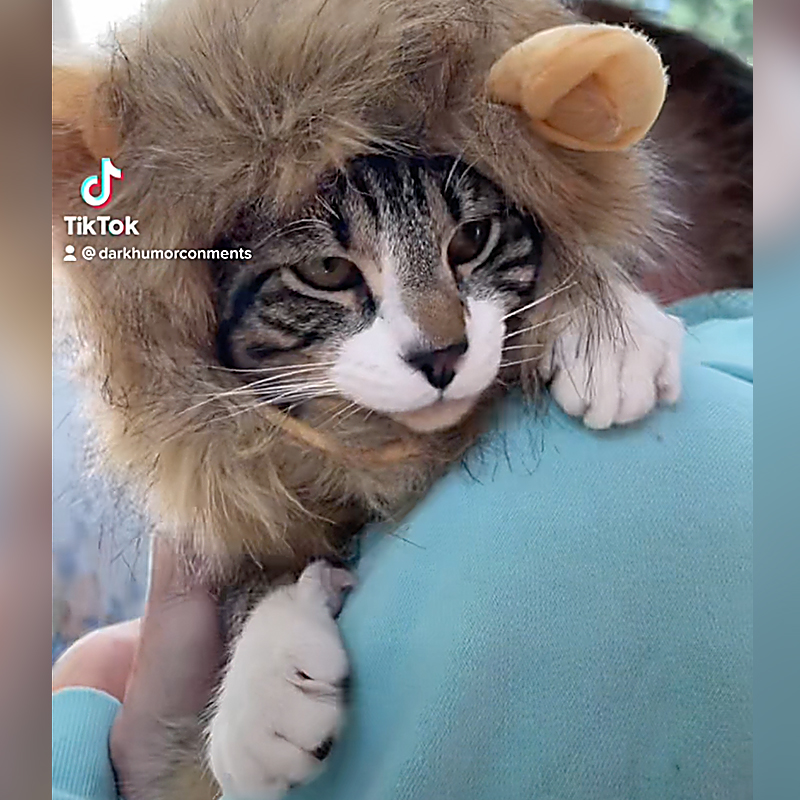 cat in lion's mane costume