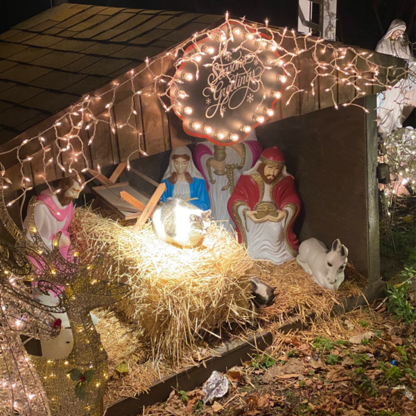 Cats in Nativity Scenes Seen All Around the World