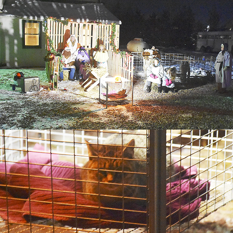 South Goshen Community Church, cat in live nativity