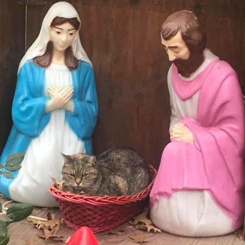 Grump cat in nativity scenes