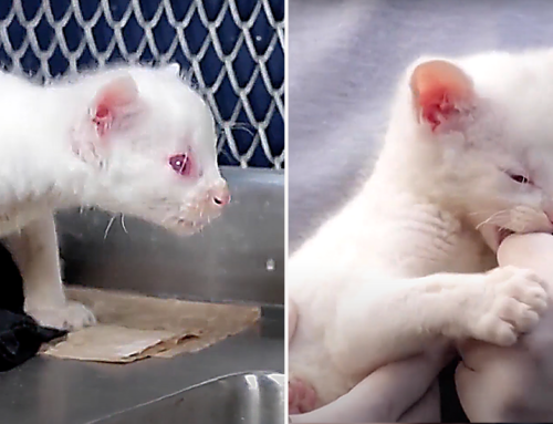 Rare Female Albino Jaguarundi Cub Saved in Colombia