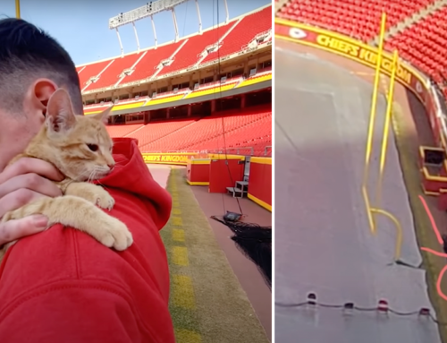 Former Army Medic Saves Kitten Trapped in Field Goal Net with CPR Technique