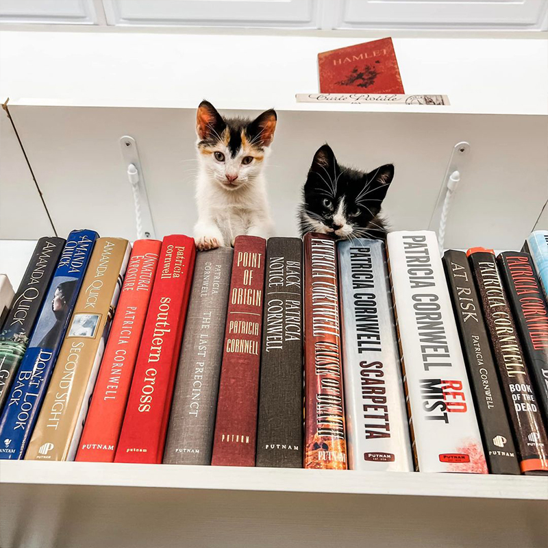Kittens on book shelf