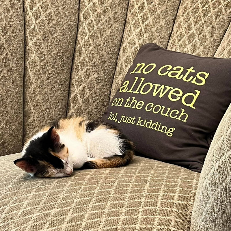 Kitten on sofa with funny pillow