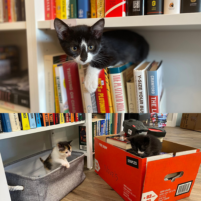 Kittens, books, book shelf
