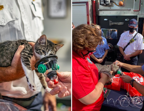Cat Cafe Continues Tradition of Donating Pet Oxygen Masks to Firefighters