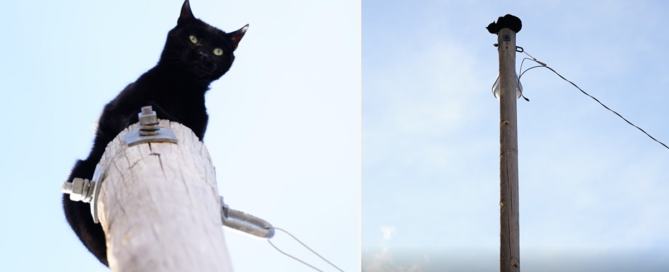 Panther, the black cat, climbed a 36-foot light pole in Aurora, Colorado