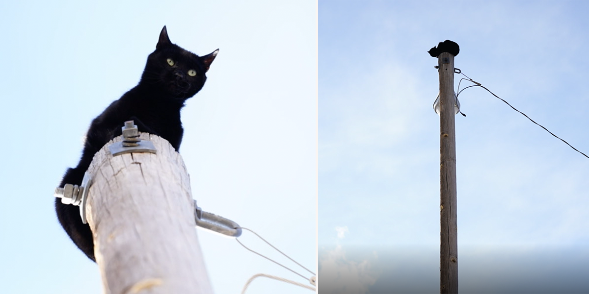 Panther, the black cat, climbed a 36-foot light pole in Aurora, Colorado