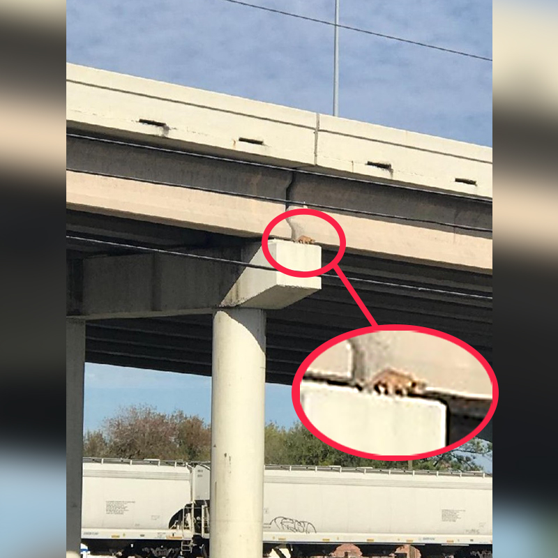 tabby on bridge, Houston SPCA