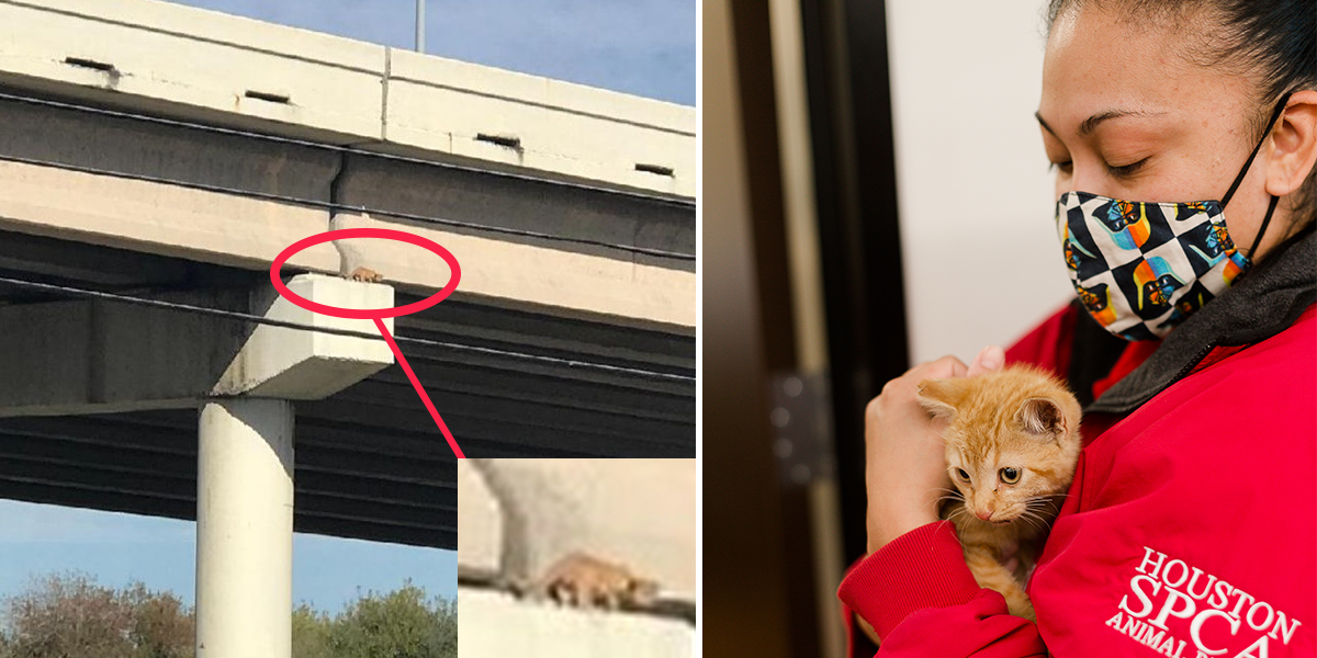 tabby on bridge, Houston SPCA