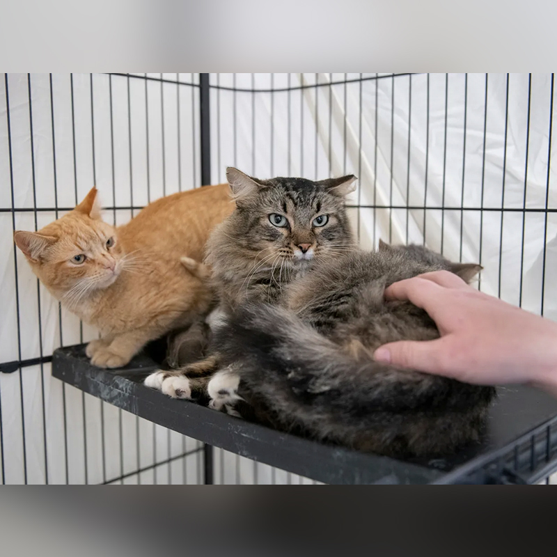 Kitties saved by A HOPE