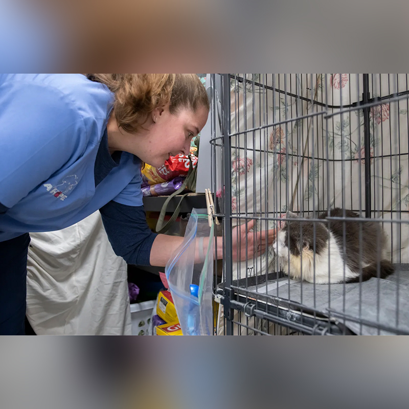 Brandi Winkleman cares for kitties in kennel