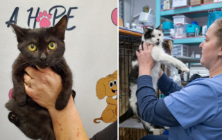 Brandi Winkleman, president of A HOPE rescue in Milton, Florida, plans for low-cost spay and neuter clinic for Panhandle
