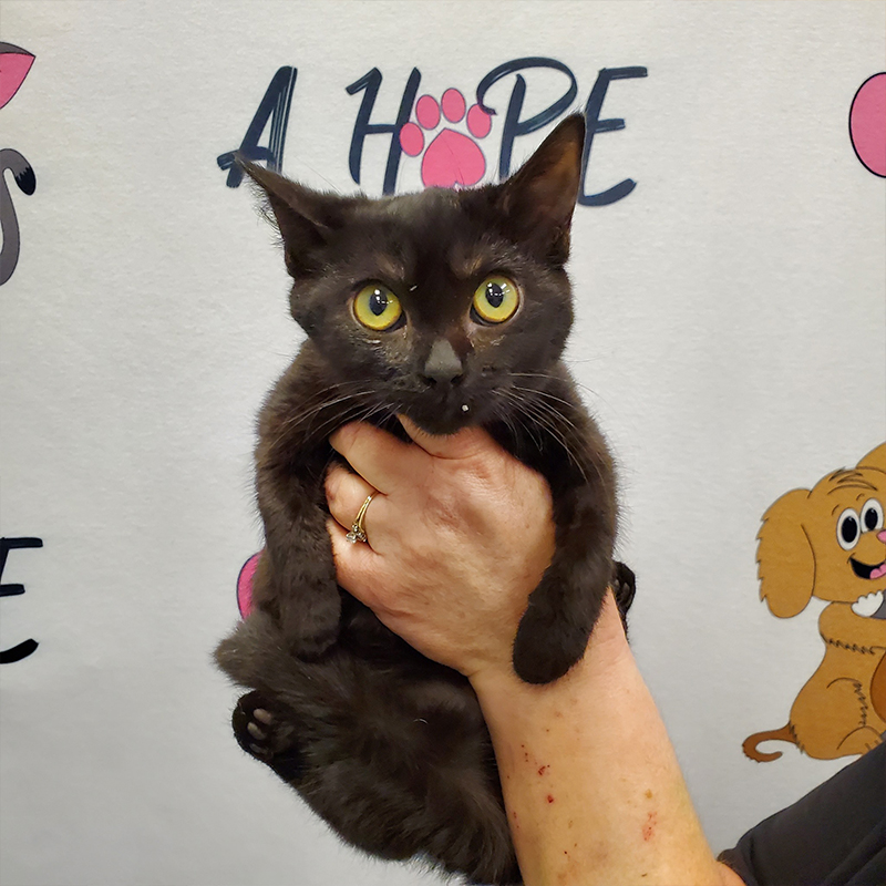 A HOPE black rescued kitten