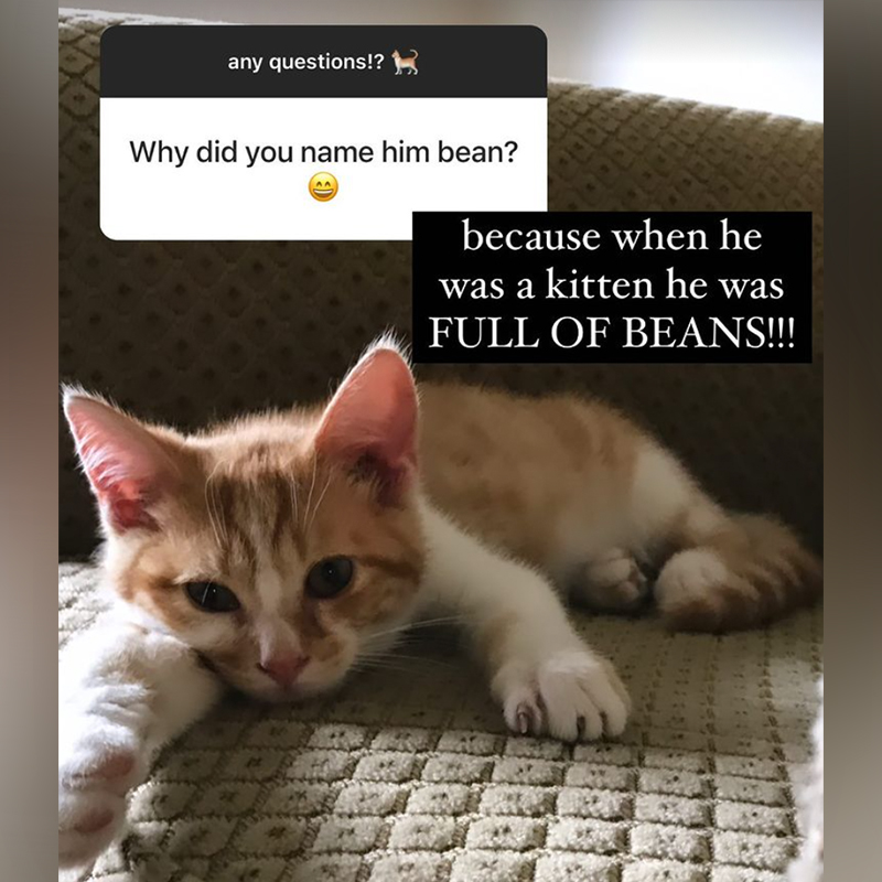 Bean as a kitten