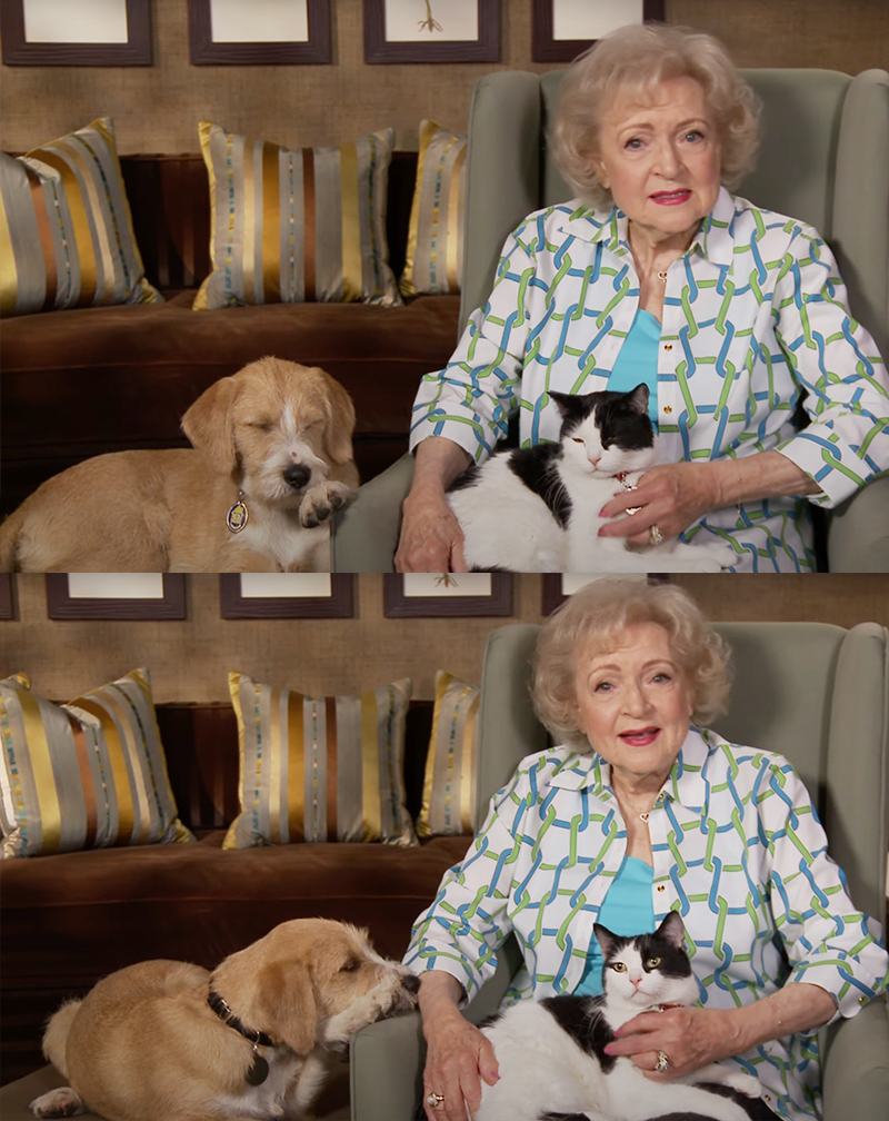 Mini-Betty White,' 12, raises funds for Kent Animal Shelter