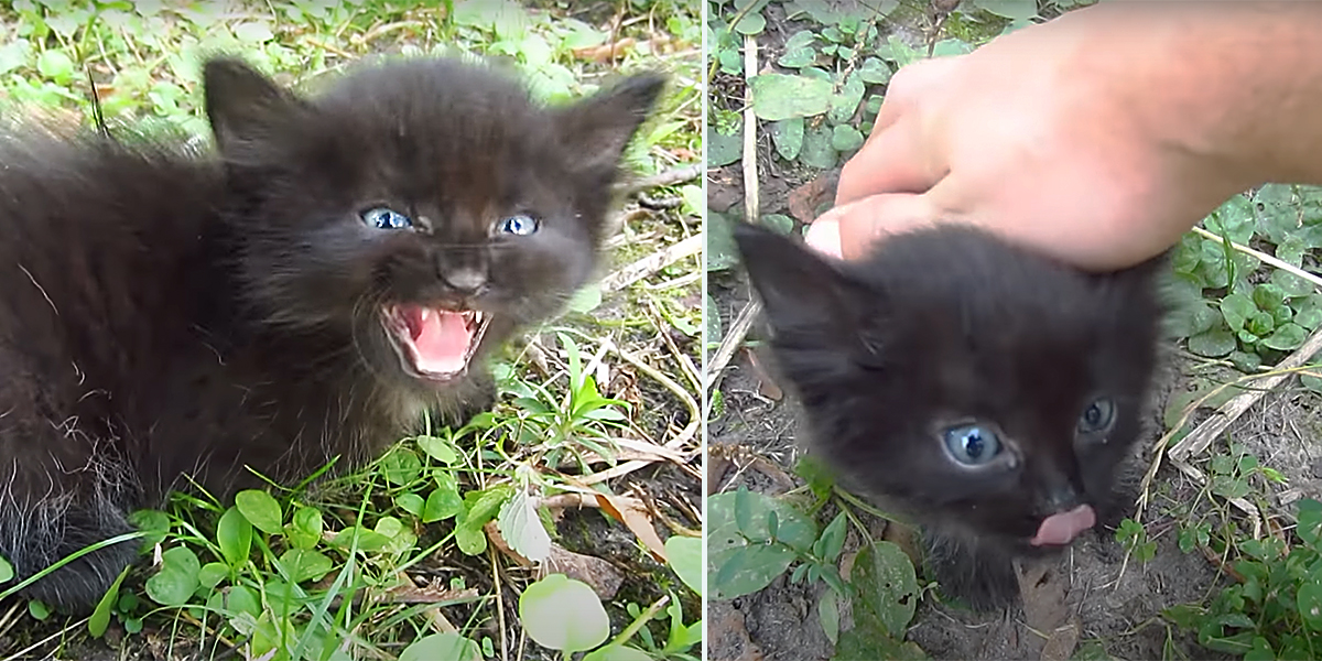 Baby Black Kitten Mews, Robin Seplut