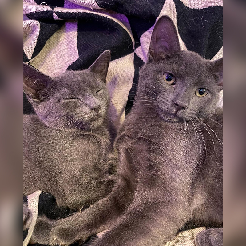 Pair of grey cats 2