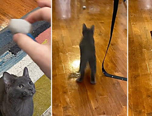 Breaking Mews: Kitten Named ‘Brudder’ Shows Cats Play Fetch Too