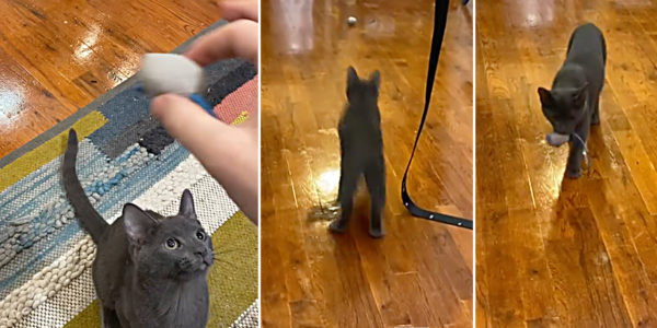 Breaking Mews: Kitten Named 'Brudder' Shows Cats Play Fetch Too