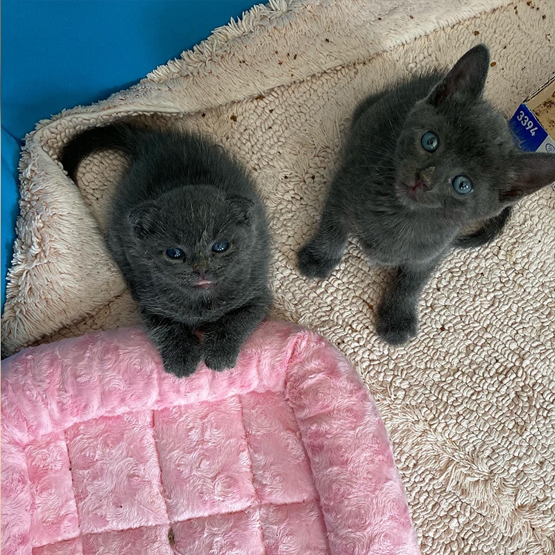 Tiny grey kittens, Brudder and Mitzi