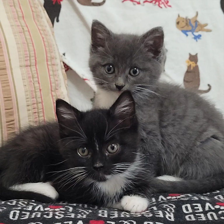 Bumble and Rumble, Adorable Brothers Reunited in Foster Care