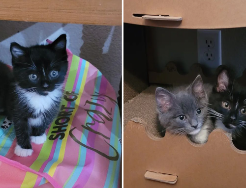 Bumble and Rumble, Adorable Brothers Reunited in Foster Care
