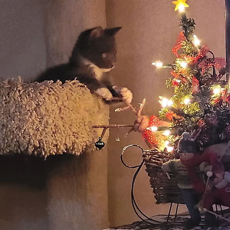 Bumble and Christmas tree