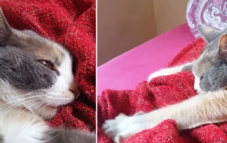 cat sucking blankets