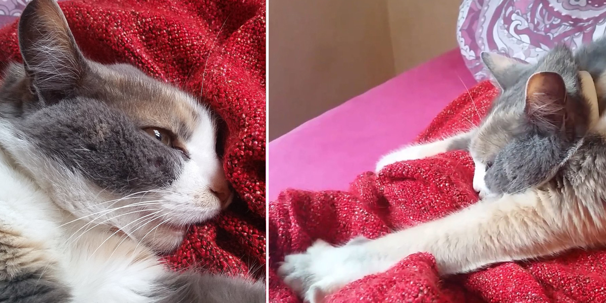 cat sucking blankets