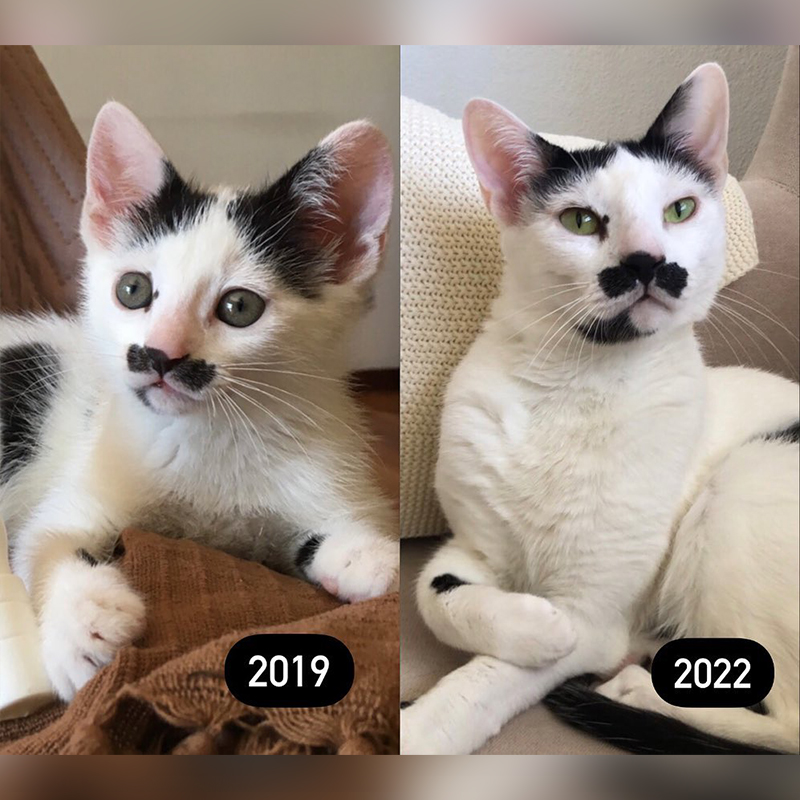 Charlot the Mustache Cat from Portugal