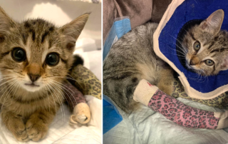 Kitten named Dean Winchester, Happy Tailz Cat Rescue, Inc, Tampa, Florida