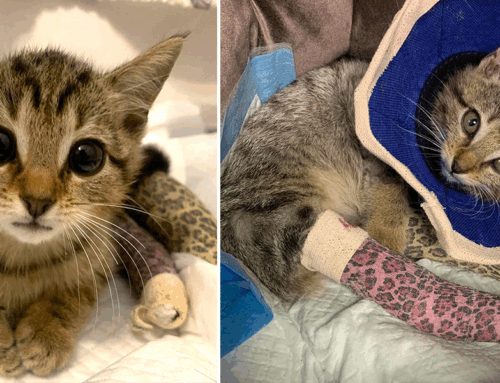 Cuddly Kitten Dean Winchester Makes a ‘Supernatural’ Recovery