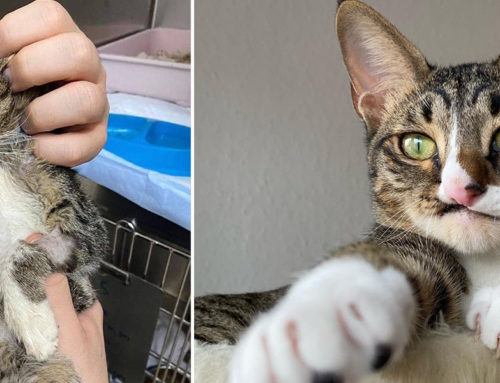 ‘Adorably Different’ Ethan Survives Mouth Injury and Finds a Loving Home