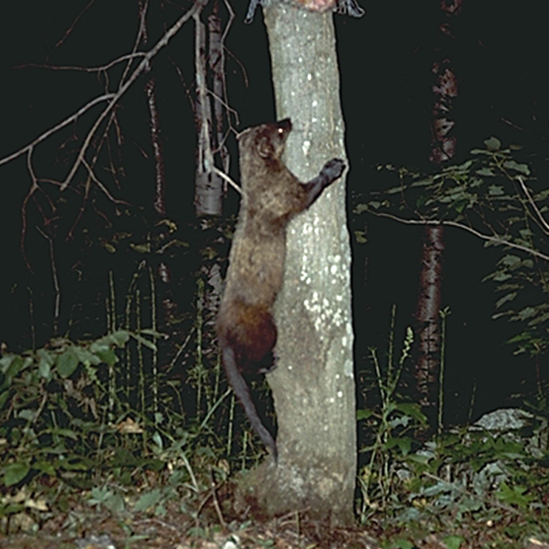 Fisher cat climbing a tree via Wikimedia Commons, Public Domain