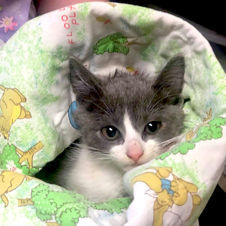 Firemen Launch Boat to Save Kitten Named 'Fishie' After Falling into River