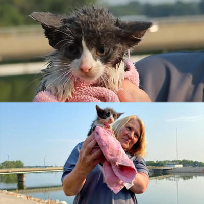 Firemen Launch Boat to Save Kitten Named 'Fishie' After Falling into River