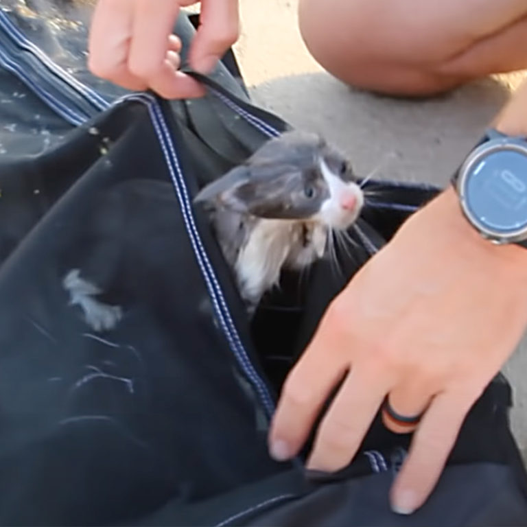 Firemen Launch Boat to Save Kitten Named 'Fishie' After Falling into River