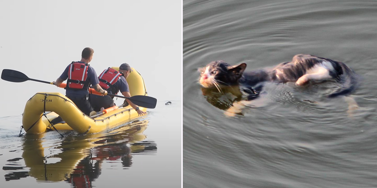 Firemen Launch Boat to Save Kitten Named 'Fishie' After Falling into River