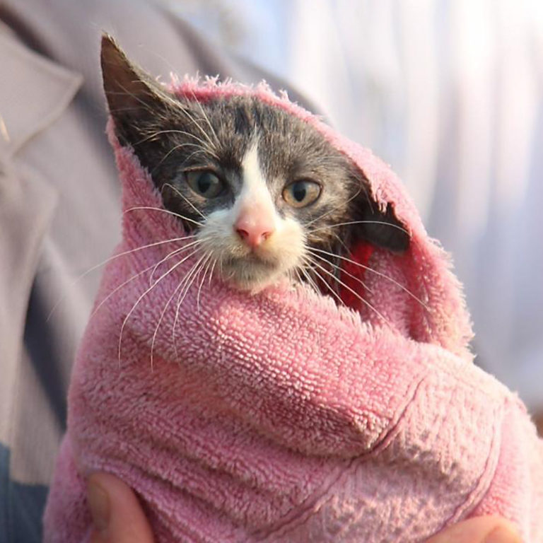Firemen Launch Boat to Save Kitten Named 'Fishie' After Falling into River