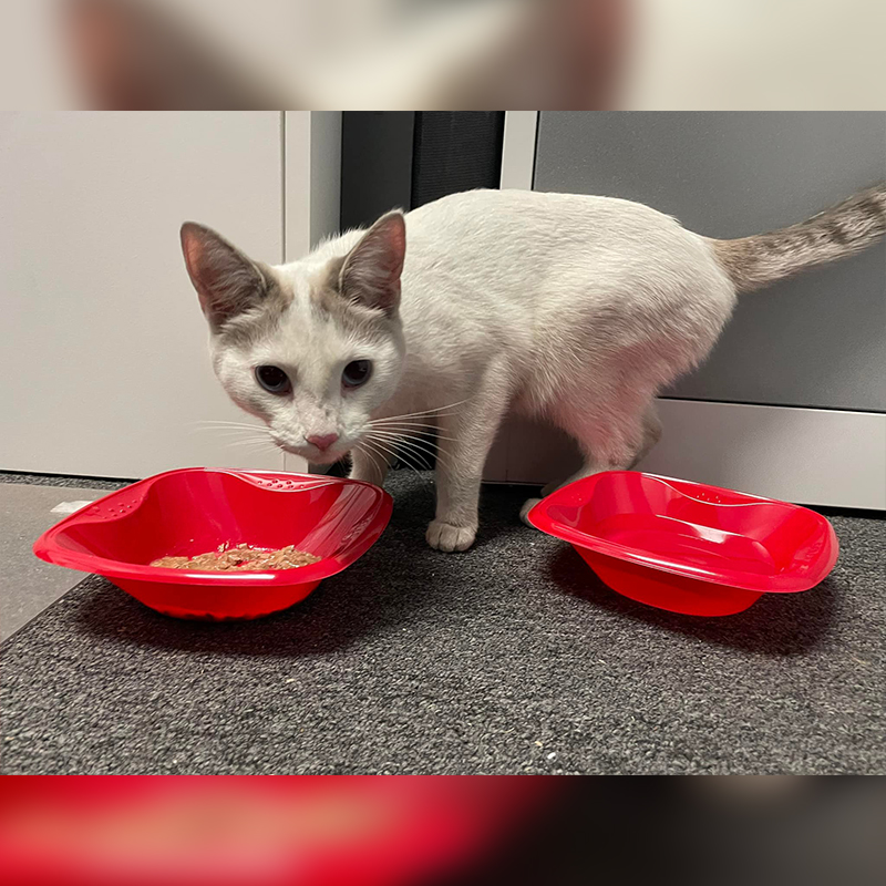 Kitty eating food