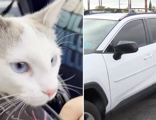 Happy Reunion After Woman Finds ‘Hitch’ the Kitten Meowing Underneath Car After 30-Mile Trip