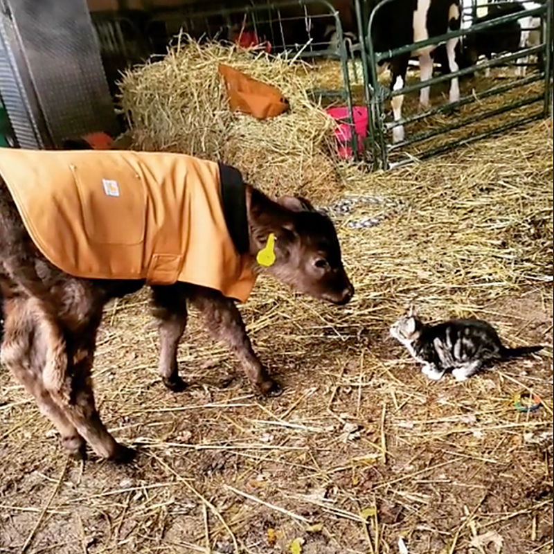 Calf and kitten meet in barn