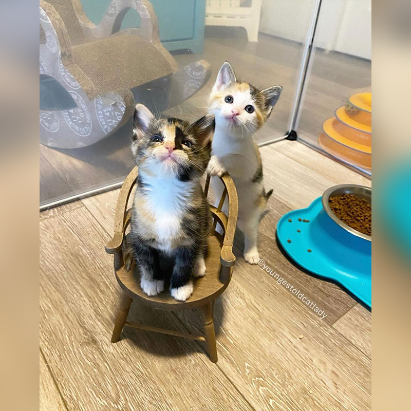 Kitten photos- 2 kittens and a tiny chair