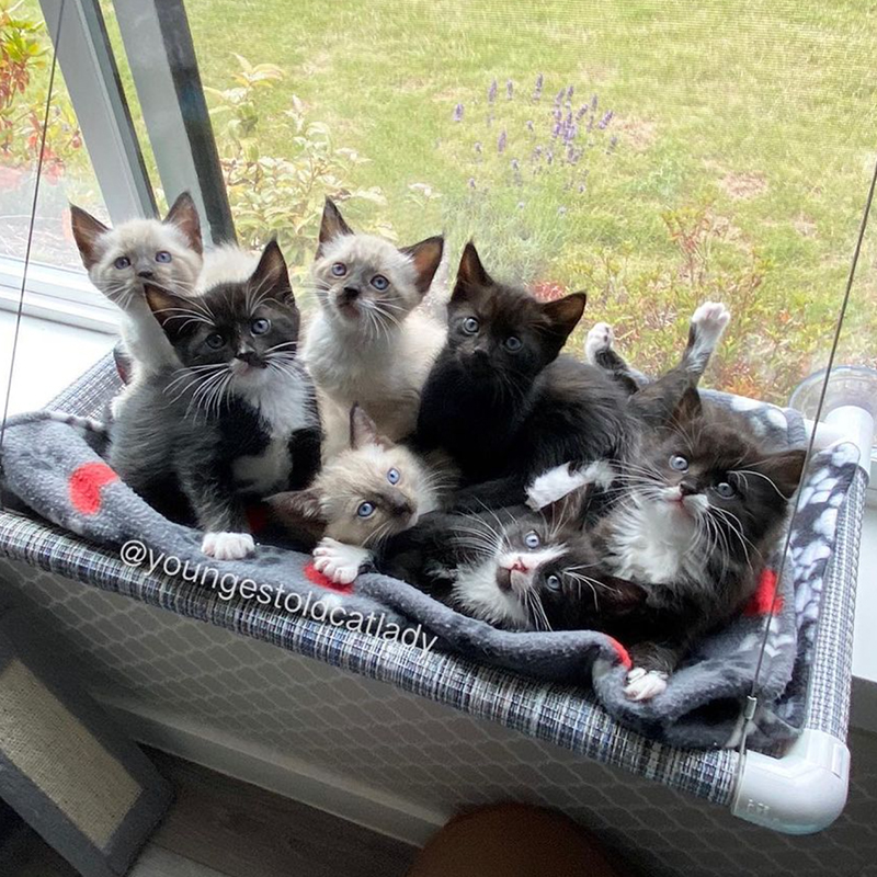 kitten photos -kittens in window