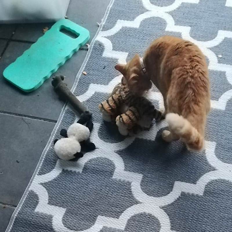 Kylo cat with toys