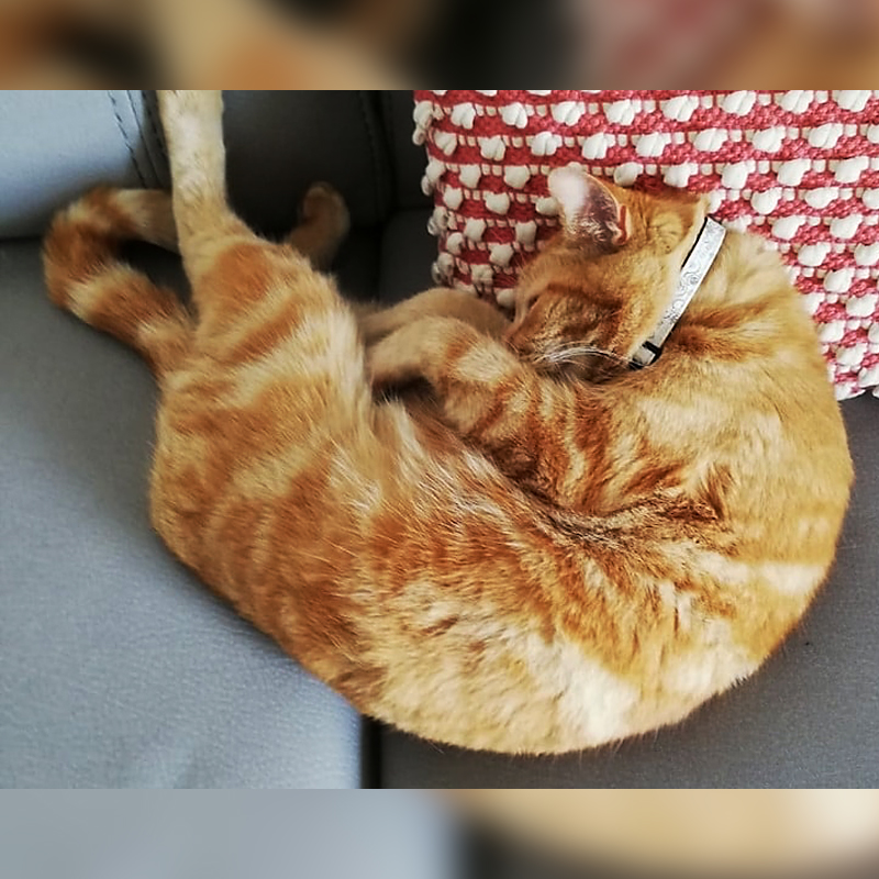 Kylo orange cat