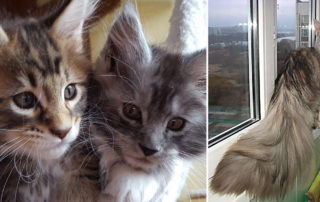 Maine Coon cats, Maine Coon kittens